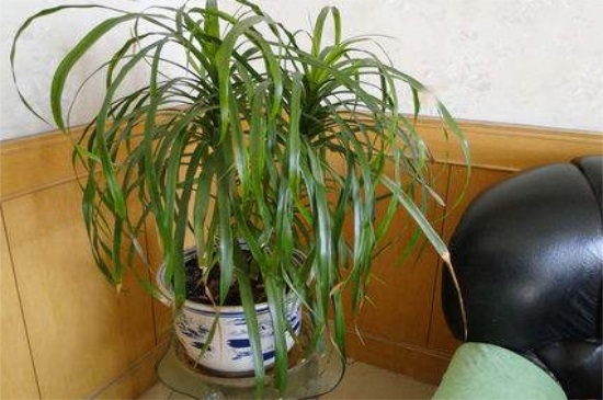 酒瓶兰叶子干枯如何办，喷洒白醋并减少光照