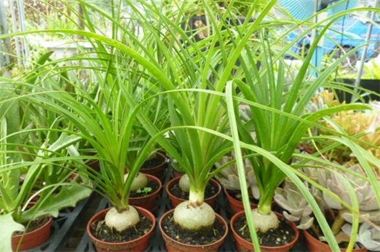 酒瓶兰有几种，两种不同的变异种类