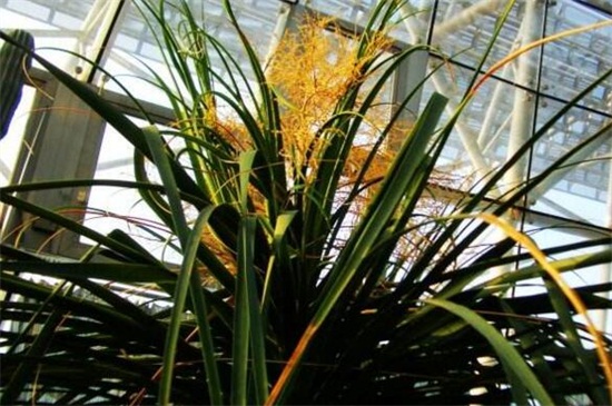 酒瓶兰有几种，两种不同的变异种类