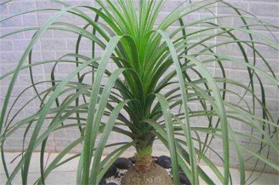 酒瓶兰有几种，两种不同的变异种类