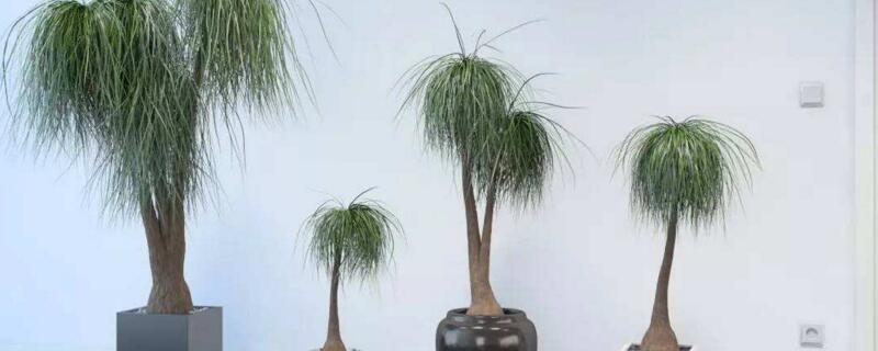 酒瓶兰的养殖办法和留意事项