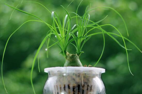 酒瓶兰的养殖办法和留意事项