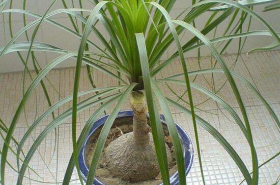 酒瓶兰的养殖办法和留意事项