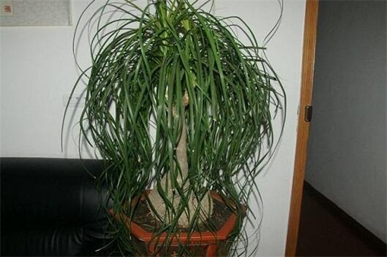 酒瓶兰烂根如何办