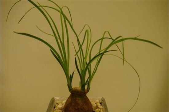 酒瓶兰烂根如何办