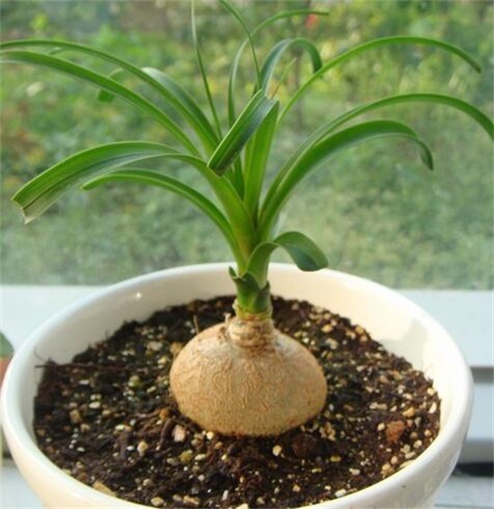 酒瓶兰什么时候锯头好,春季生长最旺盛的时候锯头