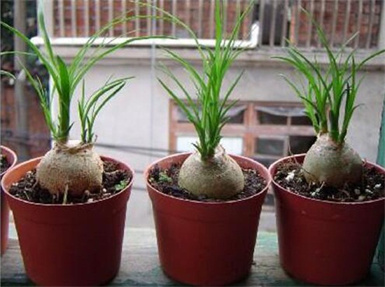 酒瓶兰什么时候锯头好,春季生长最旺盛的时候锯头