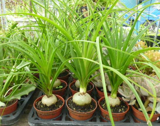 酒瓶兰什么时候锯头好,春季生长最旺盛的时候锯头