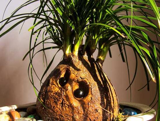 酒瓶兰什么时候锯头好,春季生长最旺盛的时候锯头