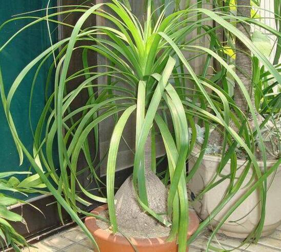 酒瓶兰什么时候锯头好,春季生长最旺盛的时候锯头