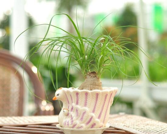 酒瓶兰什么时候锯头好,春季生长最旺盛的时候锯头