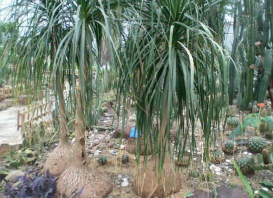 酒瓶兰1米高要多少钱,60~120元/家养酒瓶兰的作用