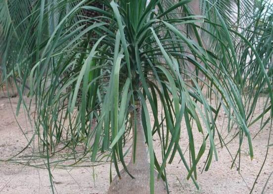 酒瓶兰1米高要多少钱,60~120元/家养酒瓶兰的作用