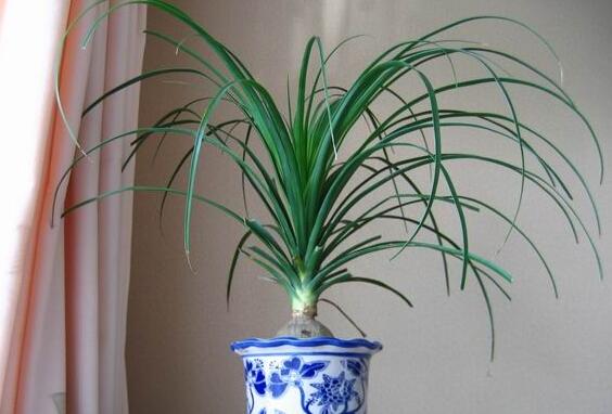 酒瓶兰1米高要多少钱,60~120元/家养酒瓶兰的作用