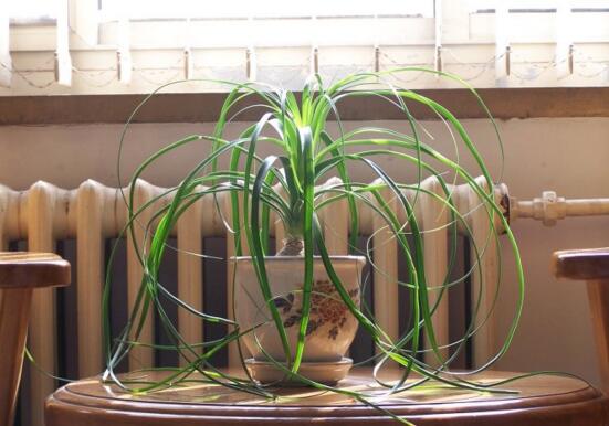 酒瓶兰1米高要多少钱,60~120元/家养酒瓶兰的作用