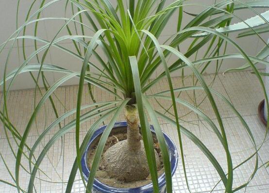 酒瓶兰1米高要多少钱,60~120元/家养酒瓶兰的作用