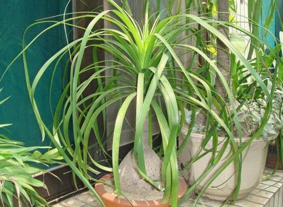 酒瓶兰1米高要多少钱,60~120元/家养酒瓶兰的作用