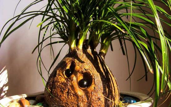 酒瓶兰1米高要多少钱,60~120元/家养酒瓶兰的作用