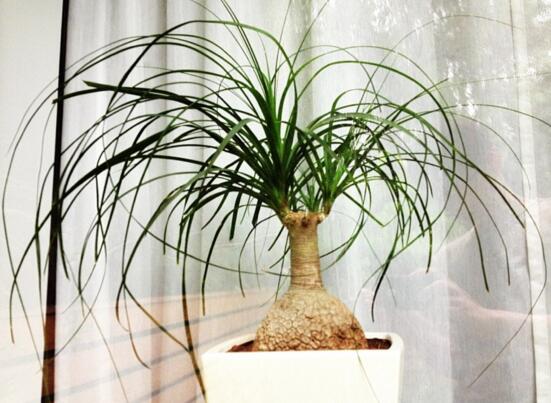 酒瓶兰1米高要多少钱,60~120元/家养酒瓶兰的作用