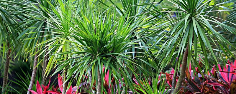 龙血树图片和养殖办法