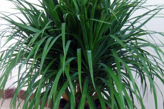 龙血树图片和养殖办法