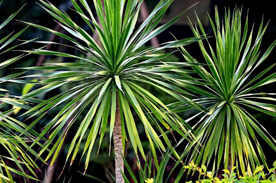 龙血树图片和养殖办法