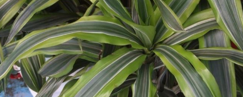 龙血树的修剪办法和留意事项