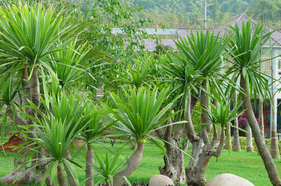 龙血树的修剪办法和留意事项