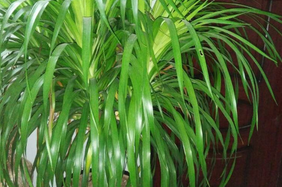 龙血树的修剪办法和留意事项