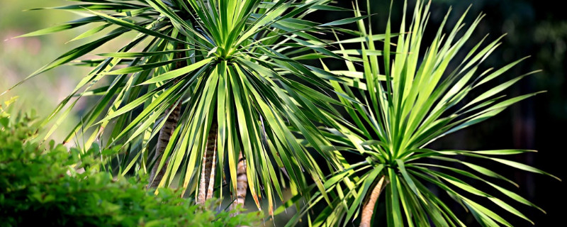 龙血树太高了如何修剪