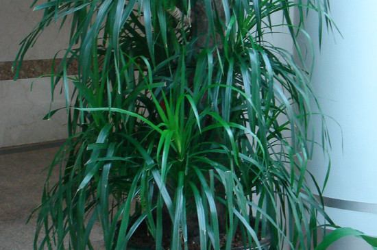 龙血树太高了如何修剪