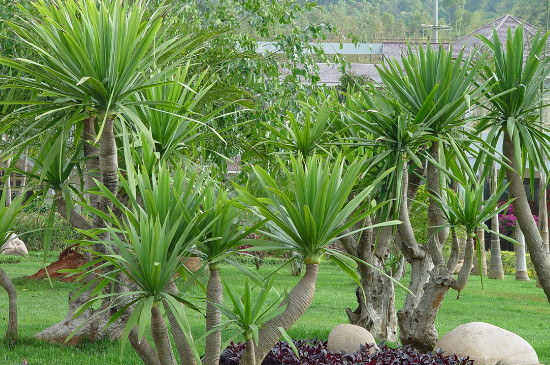 龙血树太高了如何修剪