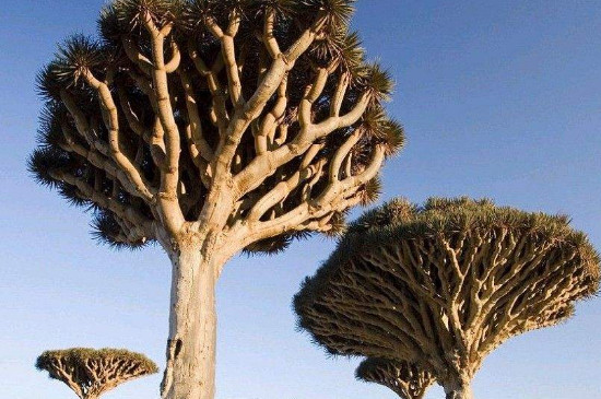 龙血树是乔木还是灌木