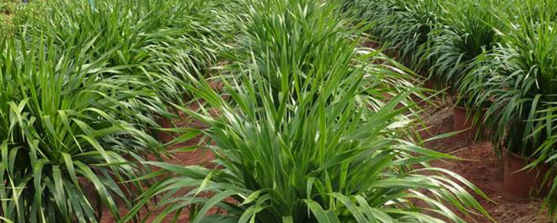 龙血树叶子耷拉下来