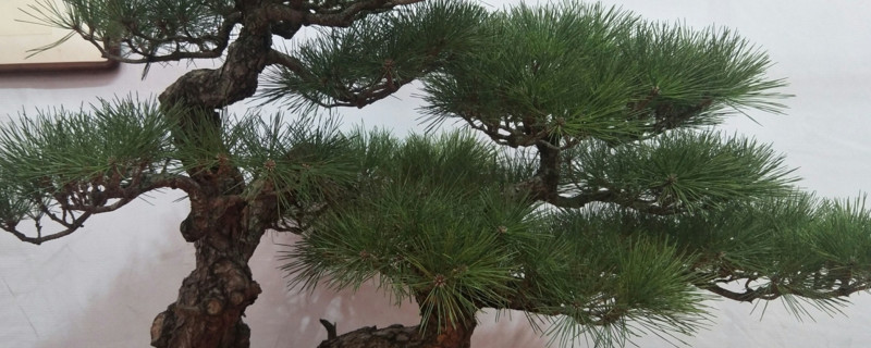 不老松如何养