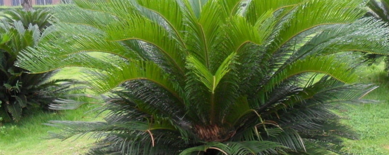 如何使铁树叶片短而壮