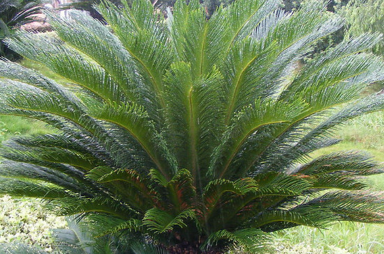 如何使铁树叶片短而壮