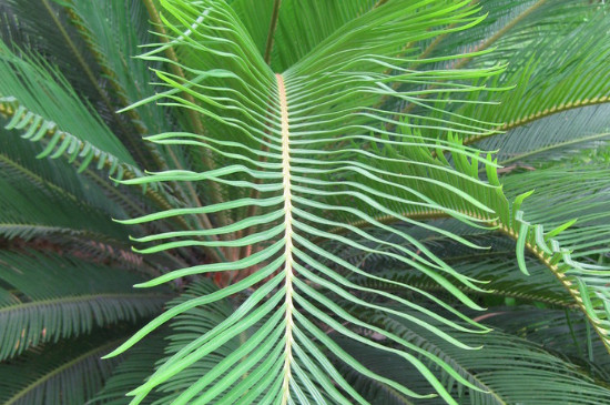 如何使铁树叶片短而壮