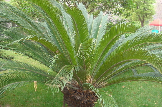 如何使铁树叶片短而壮