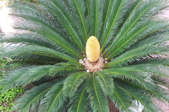 铁树夏季可以在外晒太阳吗