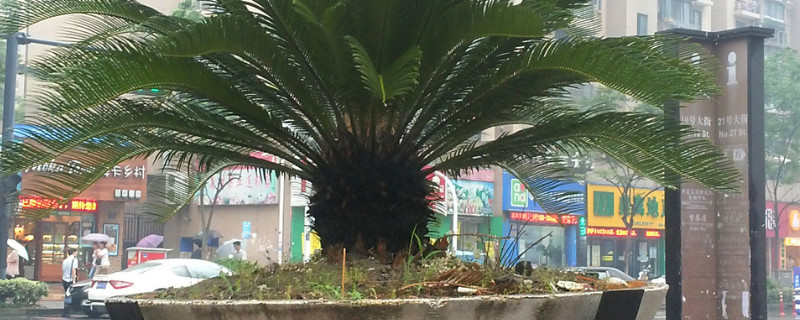 铁树换盆儿应该留意什么?