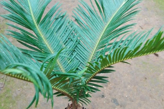 铁树换盆儿应该留意什么?