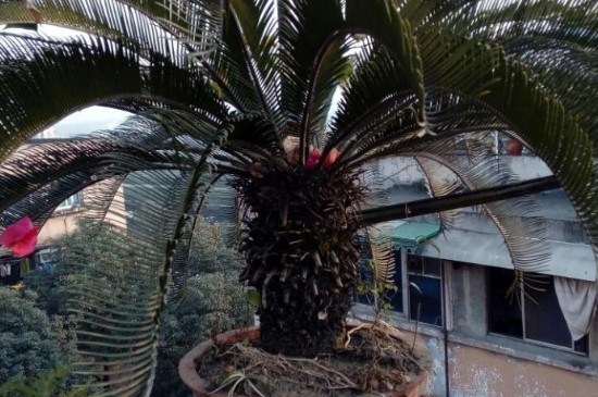 铁树换盆儿应该留意什么?