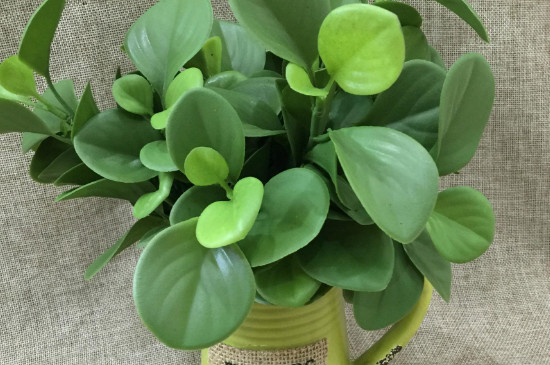 豆瓣绿为何养倒了