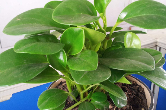 豆瓣绿为何养倒了