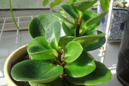 豆瓣绿为何掉叶