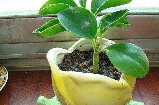 豆瓣绿为何掉叶