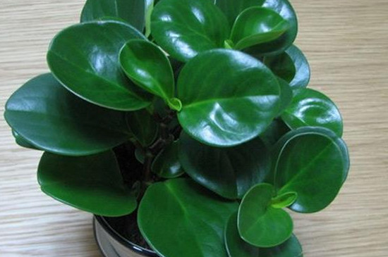 豆瓣绿为何掉叶