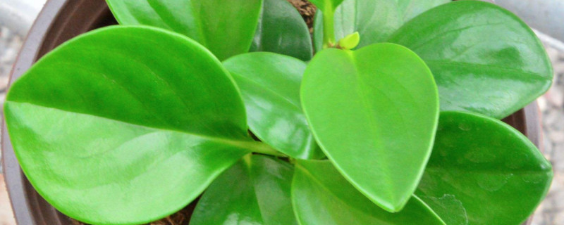 豆瓣绿为何不长新叶