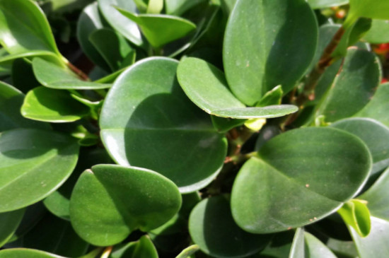 豆瓣绿为何不长新叶